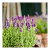 Lavande papillon stoechas Anouk