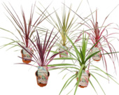 Cordyline mix exclusif C2