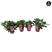 Rhododendron Powerplant