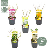 Mélange de fleurs pour abeilles Nature 2 Nature 