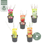 Mélange de fleurs pour oiseaux Nature 2 Nature 