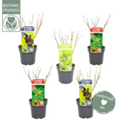 Mélange de fleurs pour insectes utiles Nature 2 Nature