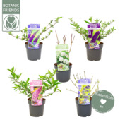 Mélange de fleurs pour papillons Nature 2 Nature