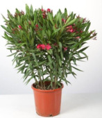 Laurier-rose Nerium Oleander