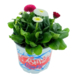Geen merk Plantes pour parterres