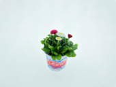 Pâquerette Bellis tricolore en pot 12 cm