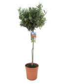Olijfboom op stam 95-105 cm