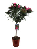 Laurier-rose Nerium Oleander sur tige 6 à 8 branches couleurs mixtes