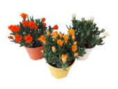 Mélange de plantes vivaces fleuries – Italie