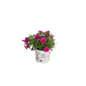 Minipetunia