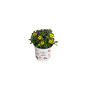 Sanvitalia potmaat 10,5 cm