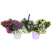 Festival colours easy aqua 