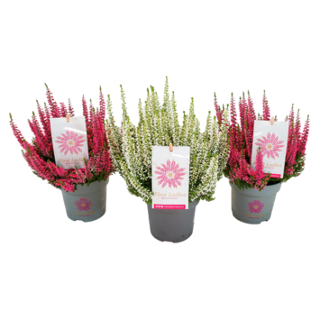 Calluna vulgaris Beauty Ladies First Ladies® vaste plant | Zaden | GAMMA.be