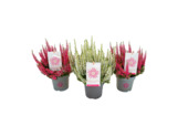 Bruyère Calluna vulgaris Beauty Ladies First Ladies® (plante vivace)