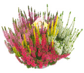 Bruyère Calluna vulgaris Beauty Ladies High Five (plante vivace)
