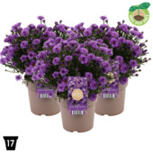 Aster d'automne Alpha Purple Rocket (plante vivace)