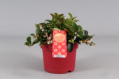 Gaultheria Big Berry en pot 17 cm